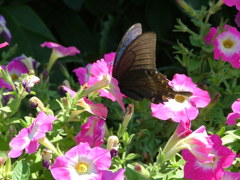 黒い蝶1