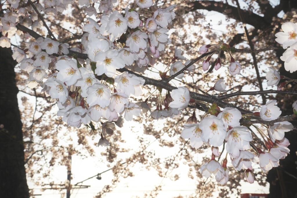 今年の桜　その２
