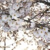 今年の桜　その２