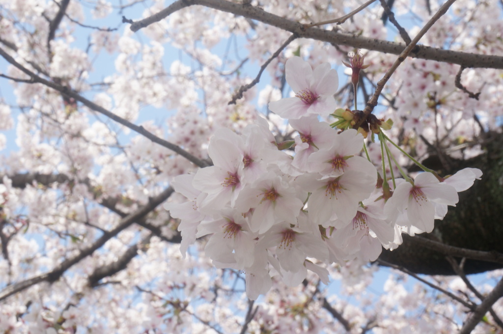 桜2