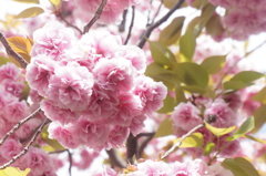 桜