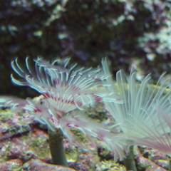 P8183597