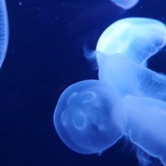 P8183439