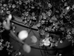 P5300964
