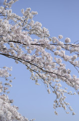 山頂さくら輝き