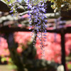 淡い逆色でコラボ