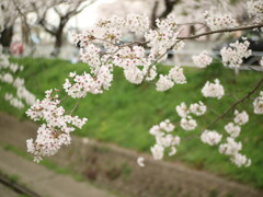 咲き始めの桜で良かった！