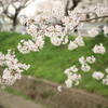 咲き始めの桜で良かった！