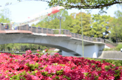 輝きと鯉のぼりと太鼓橋