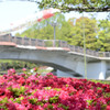 輝きと鯉のぼりと太鼓橋