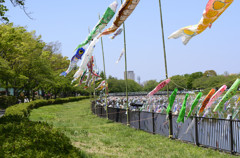 鯉のぼり祭り２