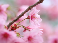 ヤング枝垂れ桜です。私達・・・