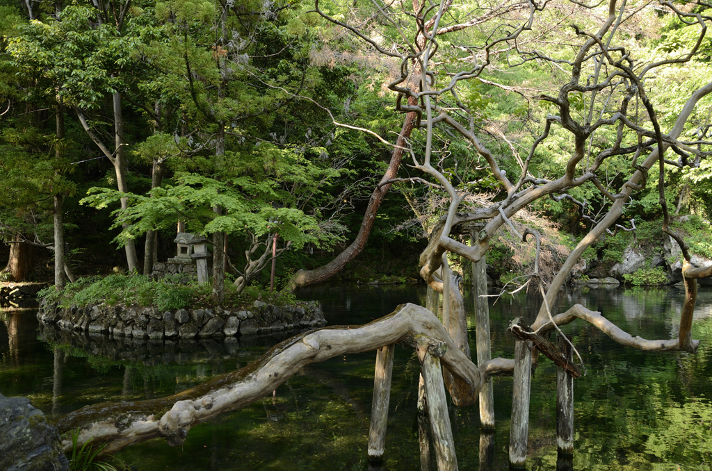 弁天池の情景