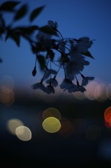 夜桜