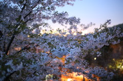 2013夜桜