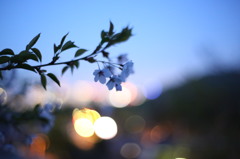 2013夜桜