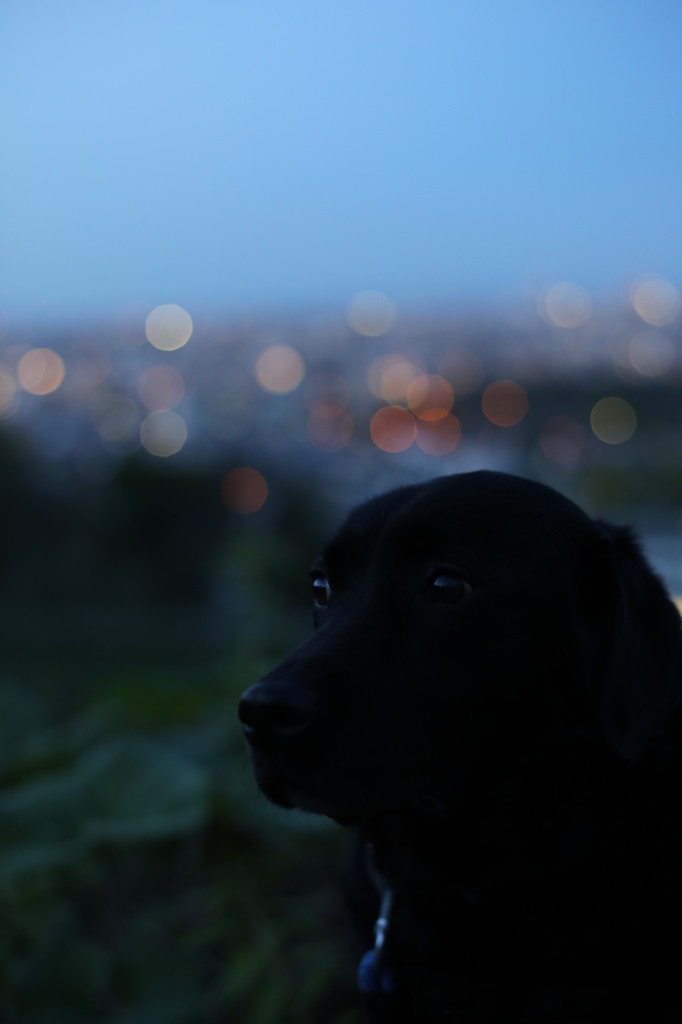 夜の犬