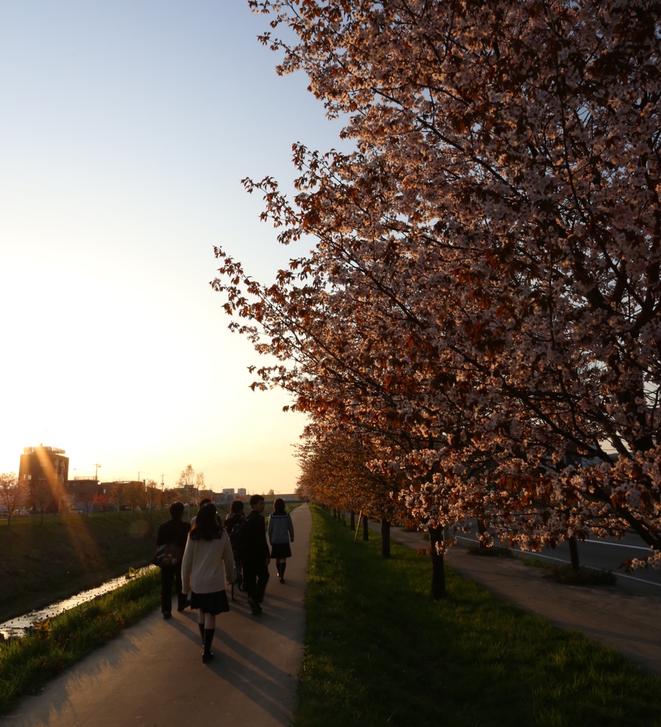 桜並木