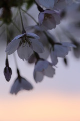 2013朝桜