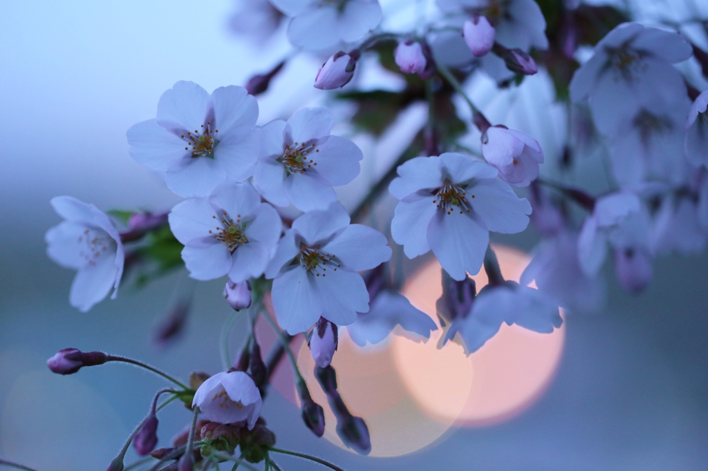 夕桜