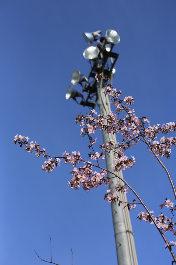 桜ととともに