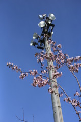 桜ととともに
