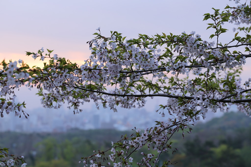 2013朝桜