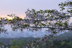 2013朝桜