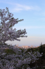 夕暮れのさくら