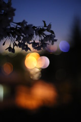 2013夜桜