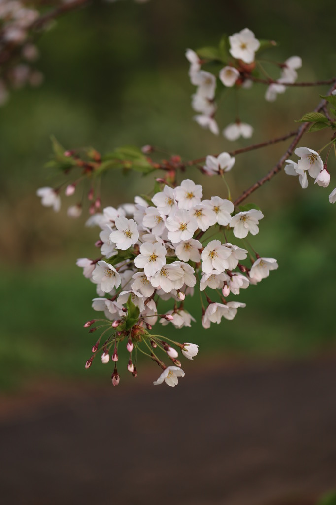 2013桜