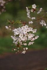 2013桜