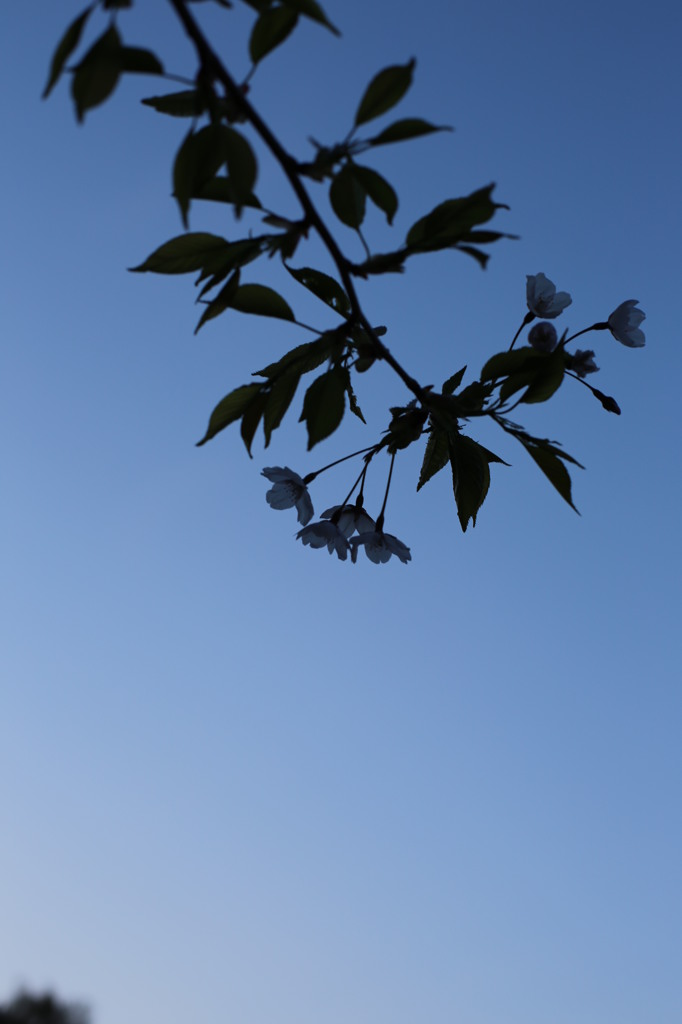 夕暮れの桜