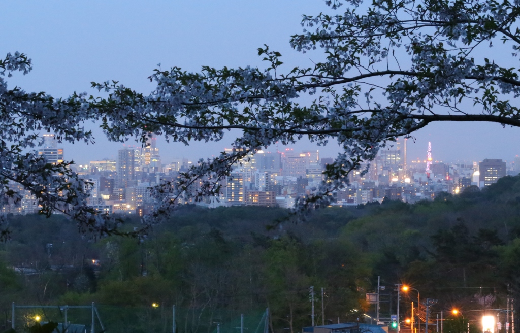 夕暮れの桜