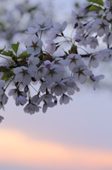 2013朝桜