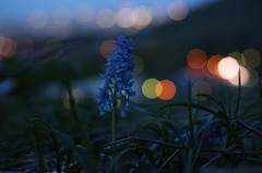 2013夜花