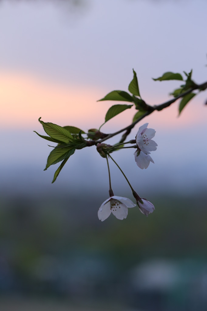 2013朝桜
