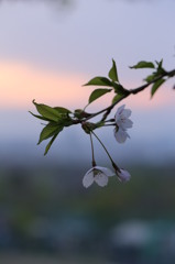 2013朝桜