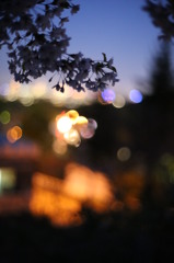 2013夜桜