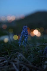 夜のエゾエンゴサク