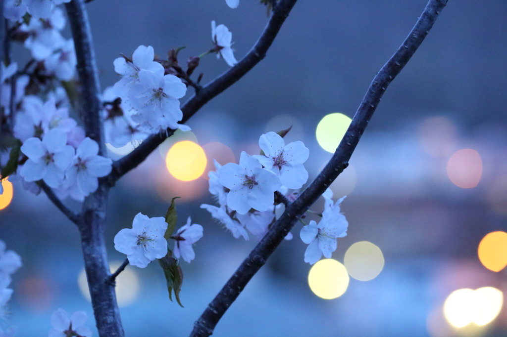 夜桜