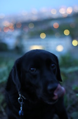愛犬