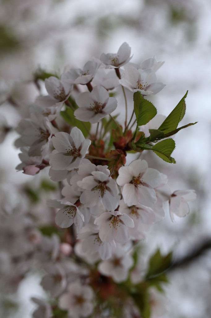 2013桜