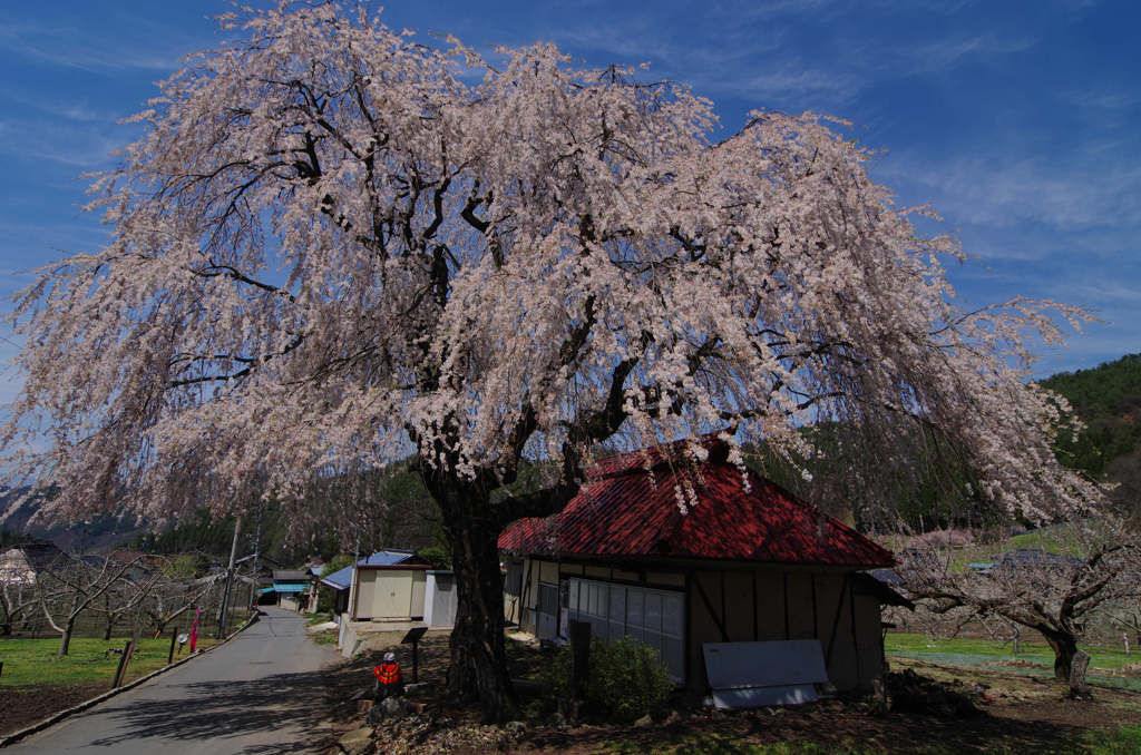 中塩の枝垂れ桜