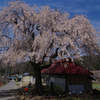 中塩の枝垂れ桜