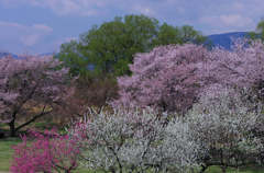 resize0783