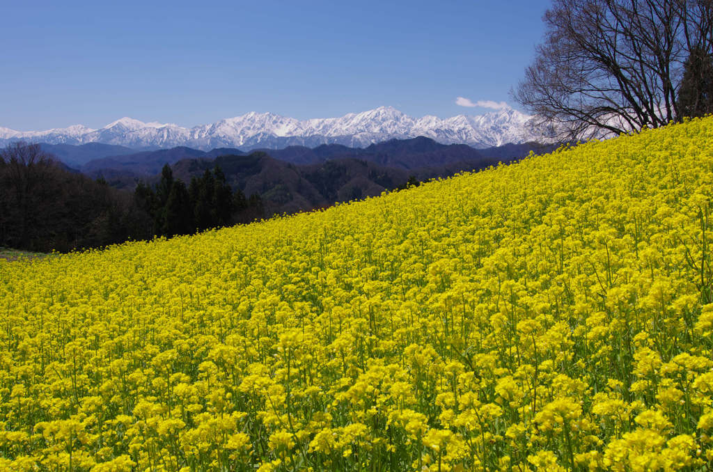 菜の花畑