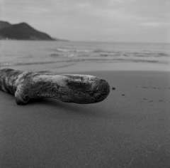海からの来訪者