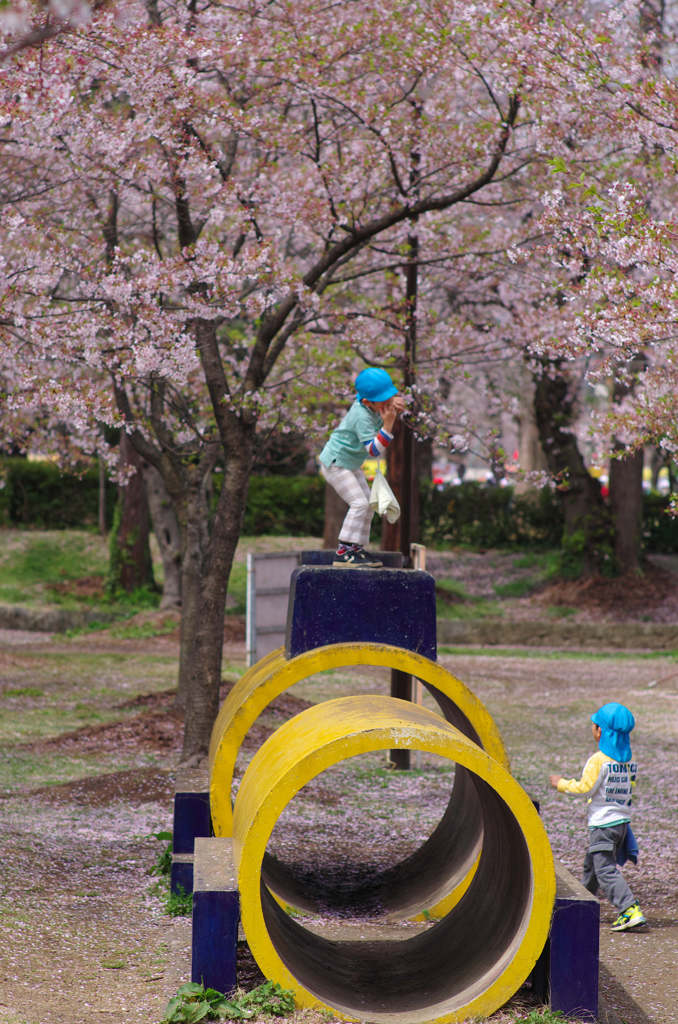 桜の下で