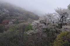 霧湧く里山